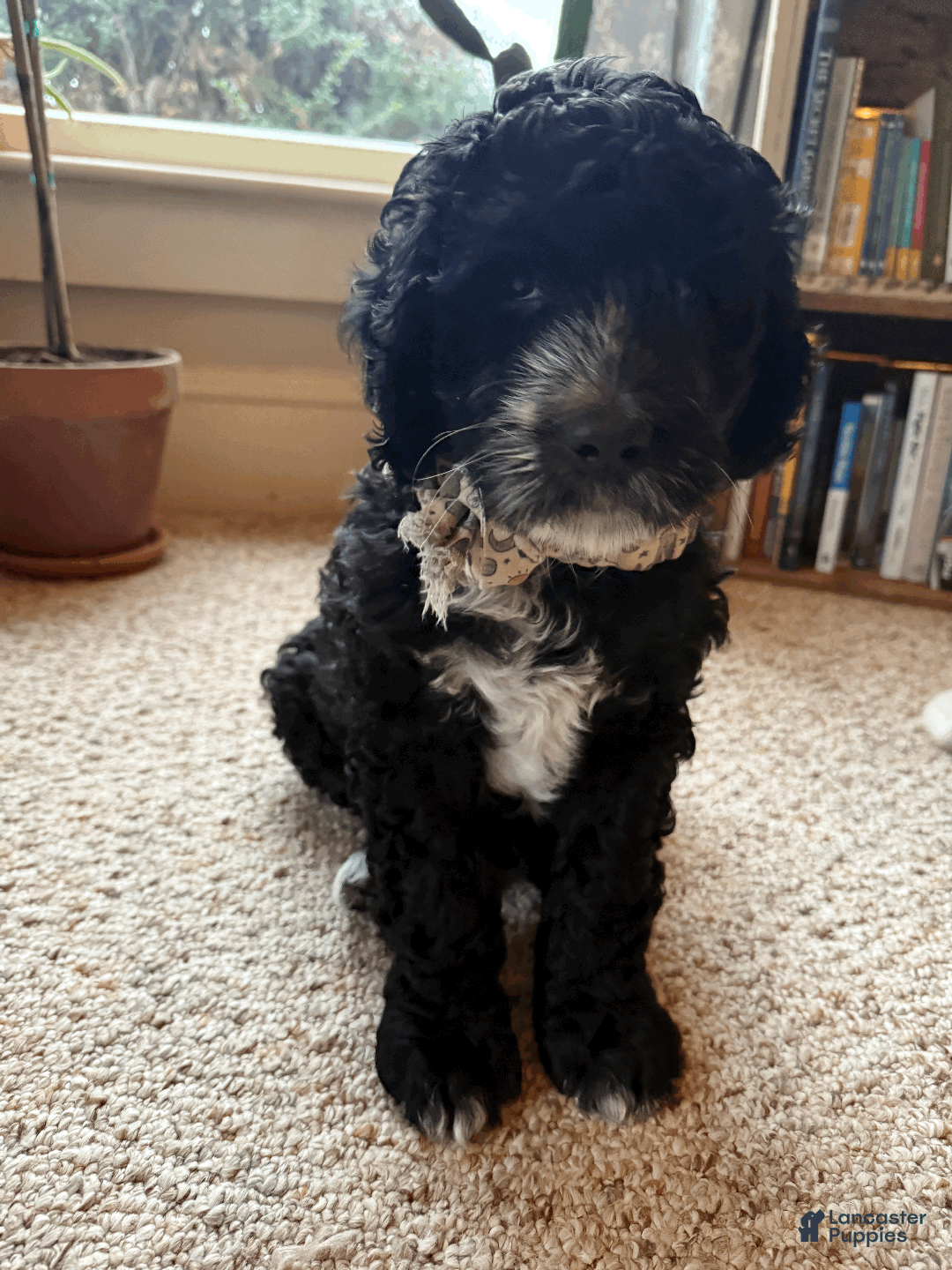 Mixed Breed dogs for sale: Henry - Ad 3