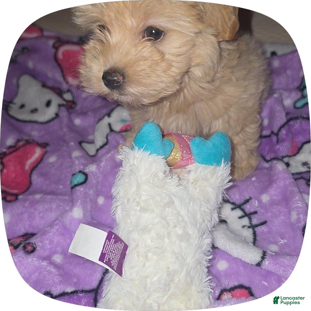 Maltipoo dogs Nani - Ad 4