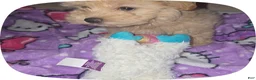 Maltipoo dogs for sale: Nani - Ad 1