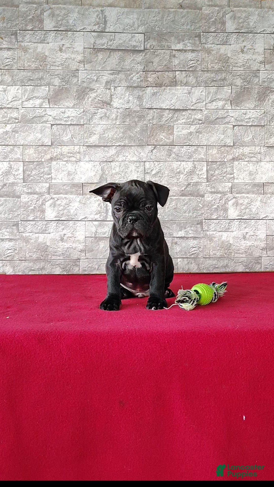 Mixed Breed dogs for sale: Aiden - Ad 3