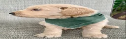 Goldendoodle dogs for sale: Clay - Ad 3