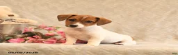 Jack Russell Terrier dogs for sale: Ruby - Ad 4