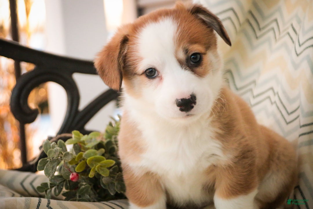 Welsh Corgi Pembroke dogs for sale: Biscuit - Ad 6