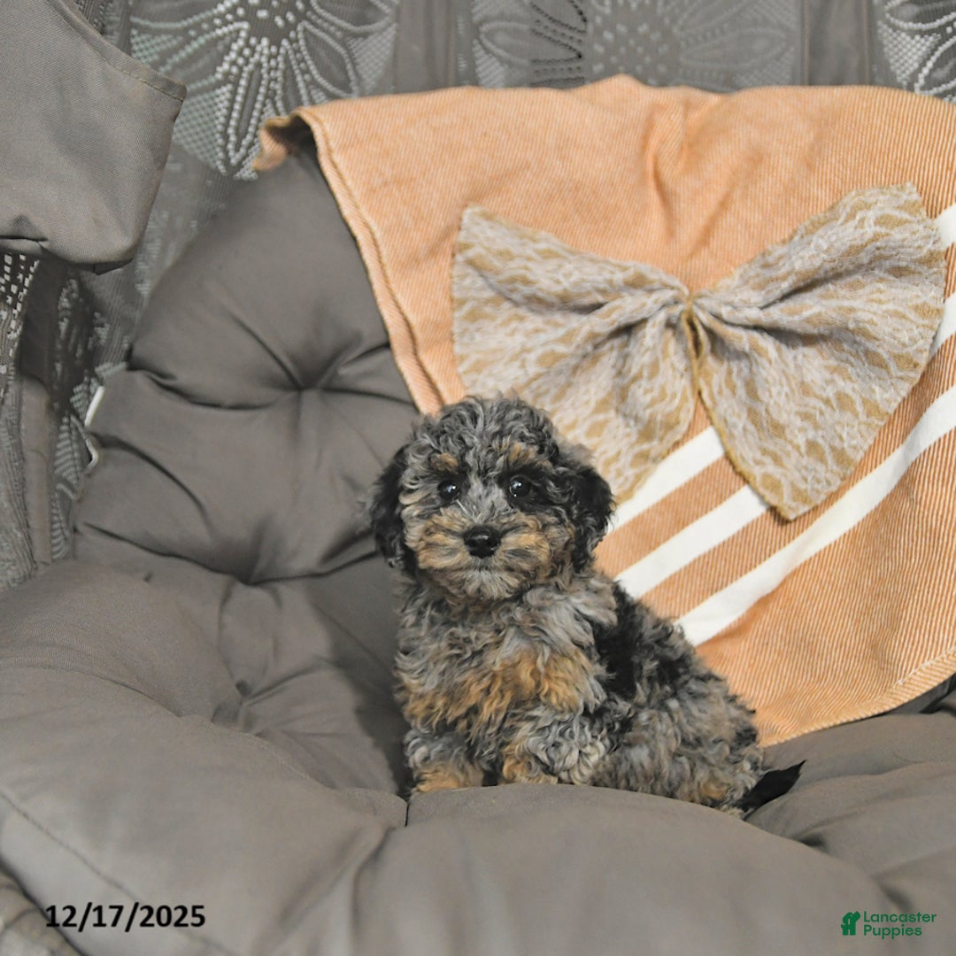 Miniature Poodle dogs for sale: Annie - Ad 5