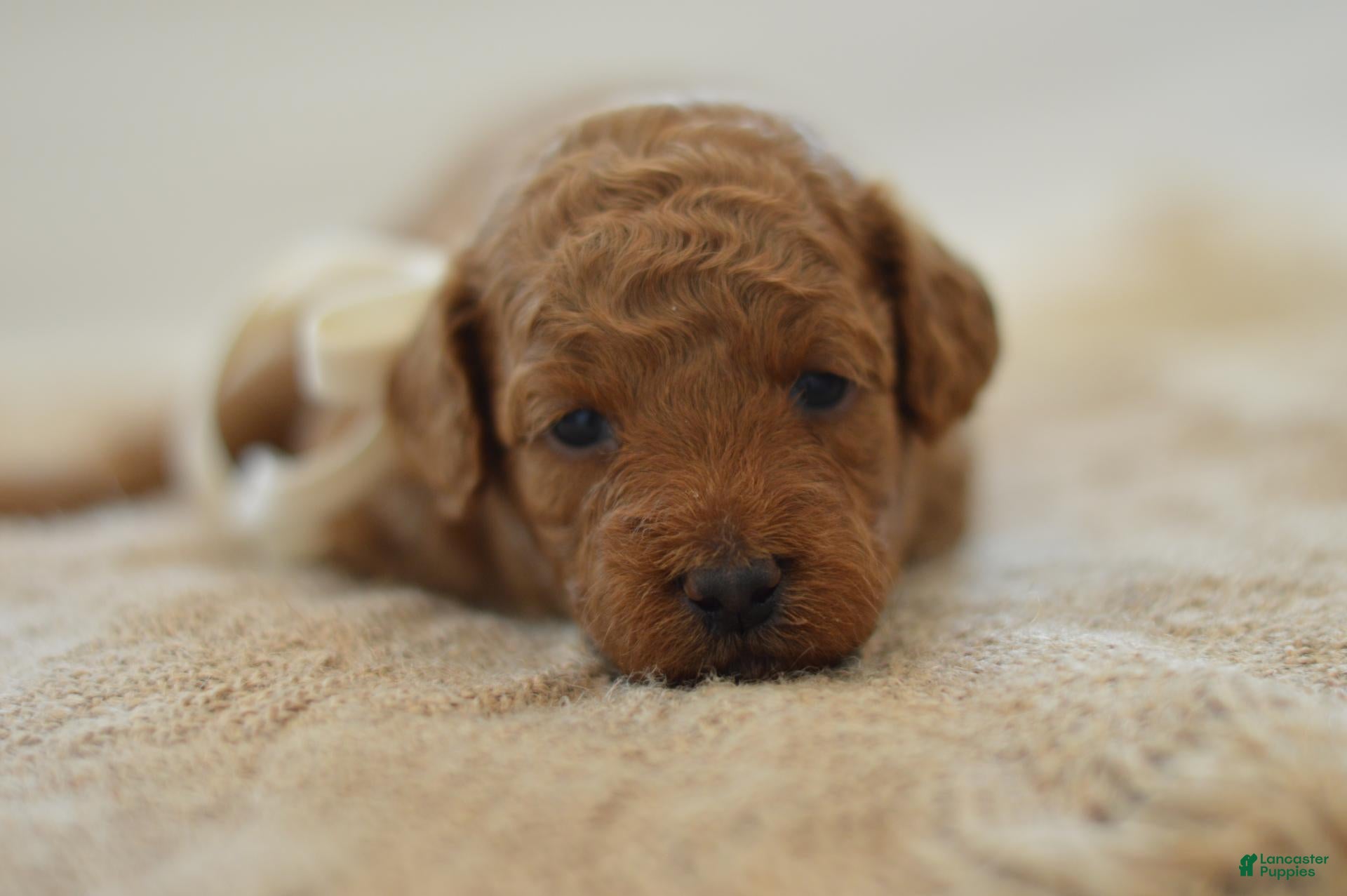 Miniature Poodle dogs Moe - Ad 1