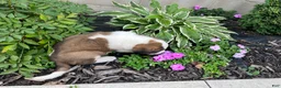 Saint Bernard dogs for sale: Saint Bernard 1 - Ad 3