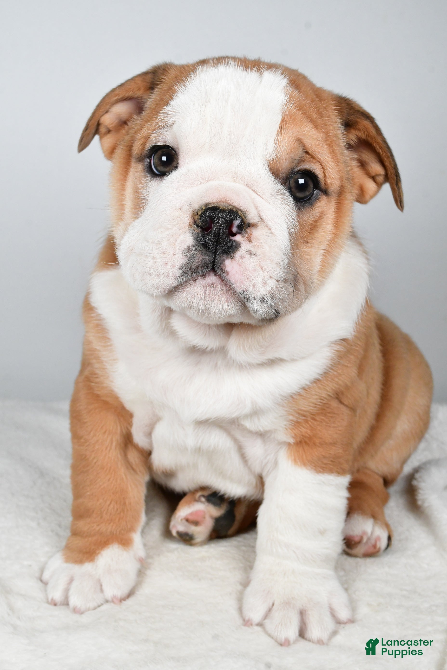 Beabull dogs Kyler - Ad 4