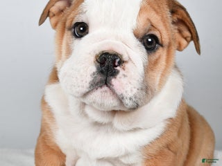 Mixed Breed dogs Kyler - Ad 6