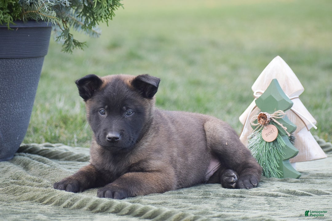 Belgian Malinois dogs for sale: Randy - Ad 4