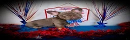 French Bulldog dogs for sale: Rocky - Ad 1