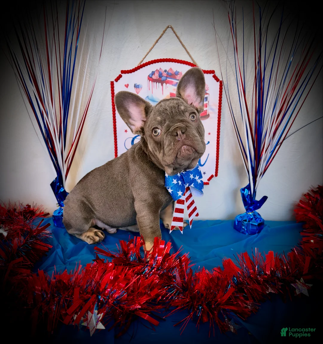 French Bulldog dogs for sale: Rocky - Ad 1