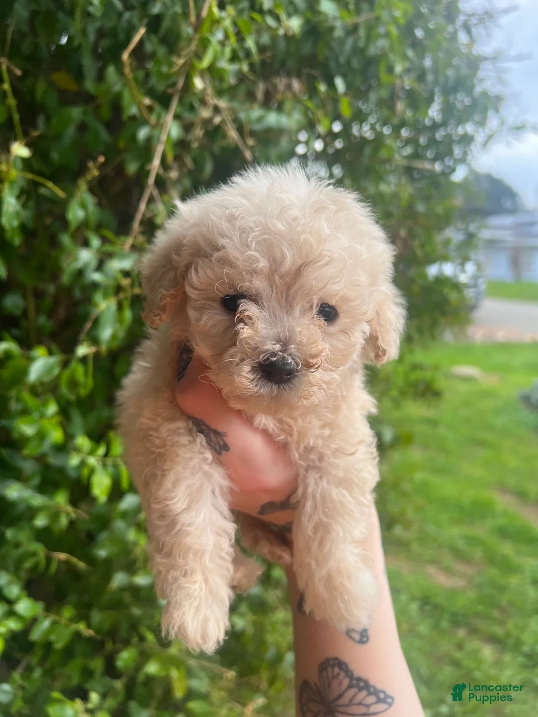 Toy Poodle dogs for sale: Daisy  - Ad 1