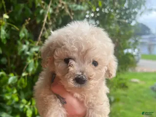 Toy Poodle dogs Daisy - Ad 14