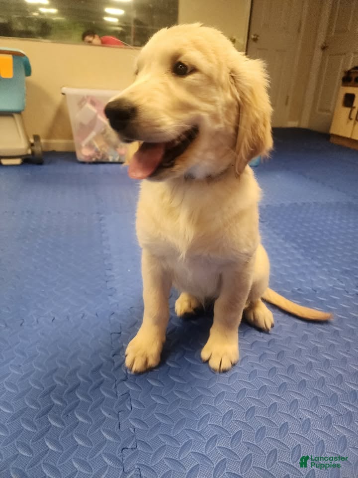 Golden Retriever dogs Golden Retriever 2 - Ad 1