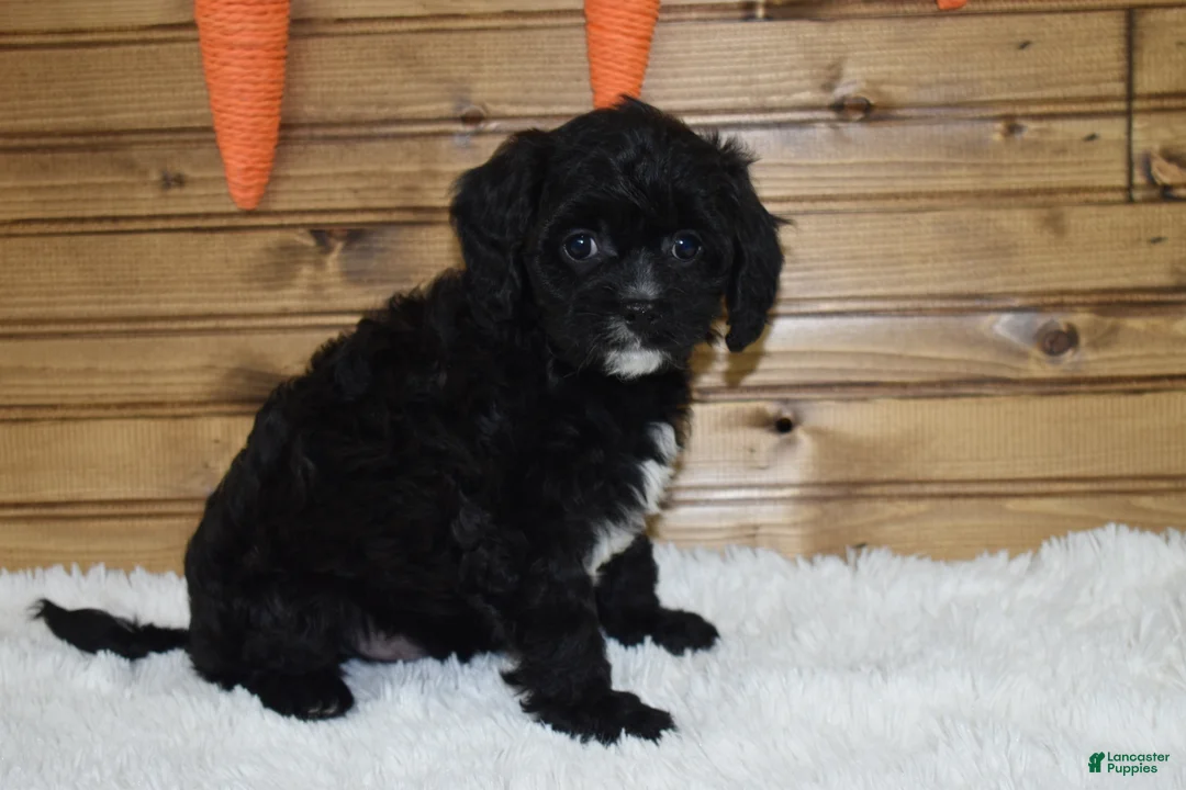 Cavapoo dogs for sale: Brady - Ad 2