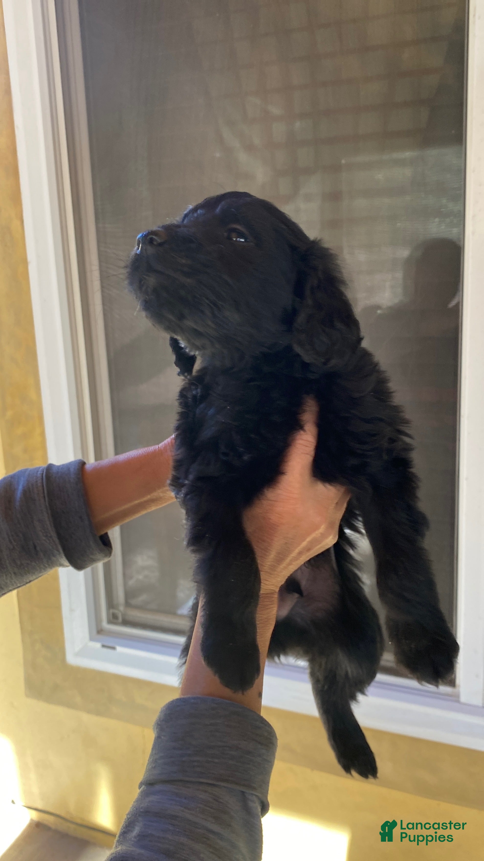 Goldendoodle dogs Goldendoodle Puppy 6 - Ad 7