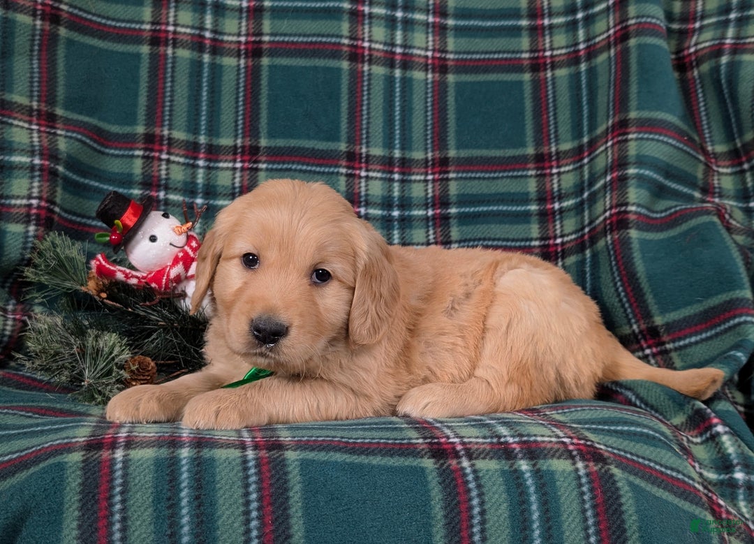 Golden Retriever dogs for sale: Bradley - Ad 5