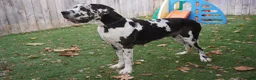 Great Dane dogs for sale: Great Dane 3 - Ad 2