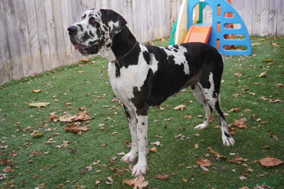 Great Dane dogs for sale: Great Dane 3 - Ad 2