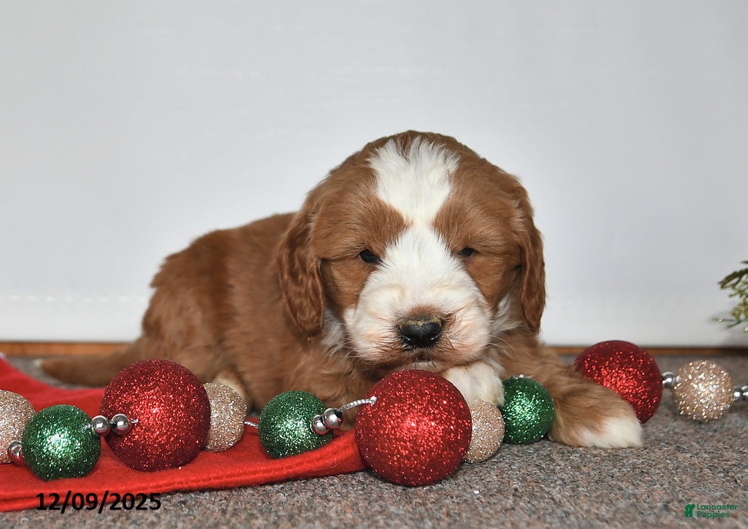 Mini Goldendoodle dogs for sale: Joe - Ad 5