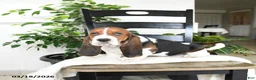 Basset Hound dogs for sale: Jersey - Ad 3