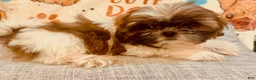 Shih Tzu dogs for sale: Shay - Ad 2