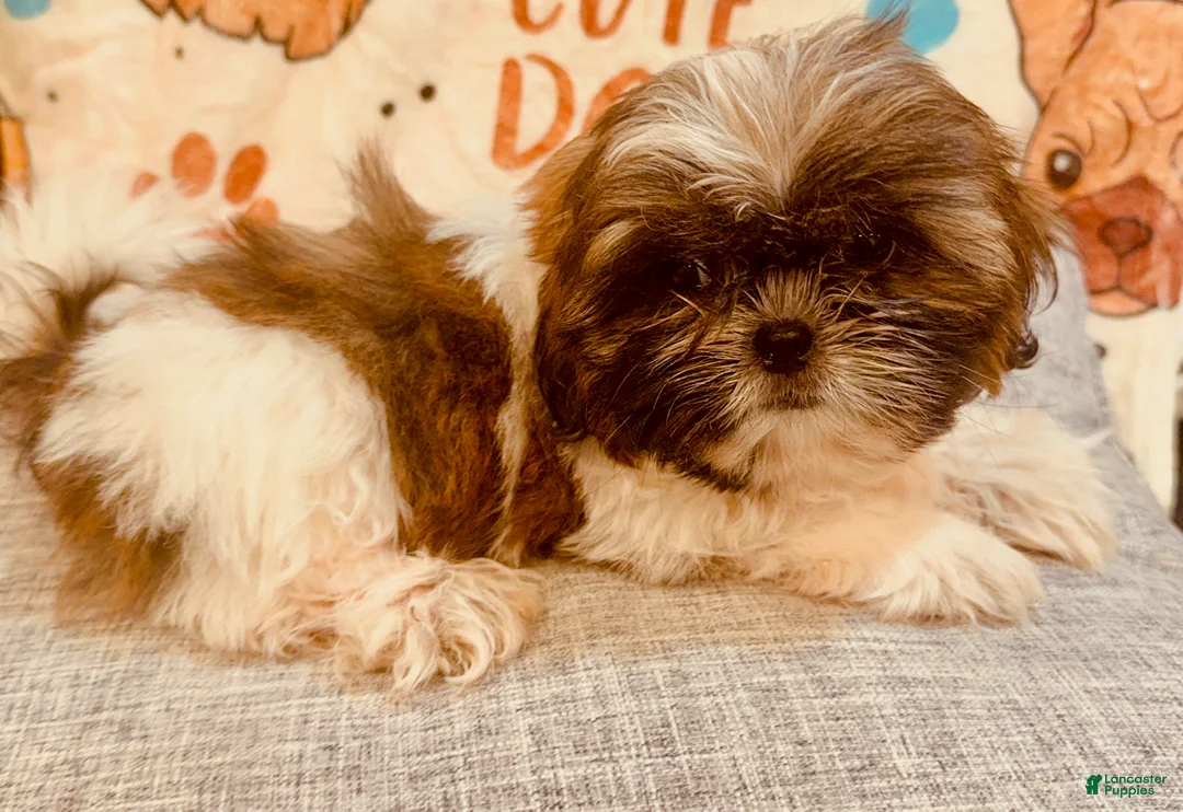 Shih Tzu dogs for sale: Shay - Ad 2