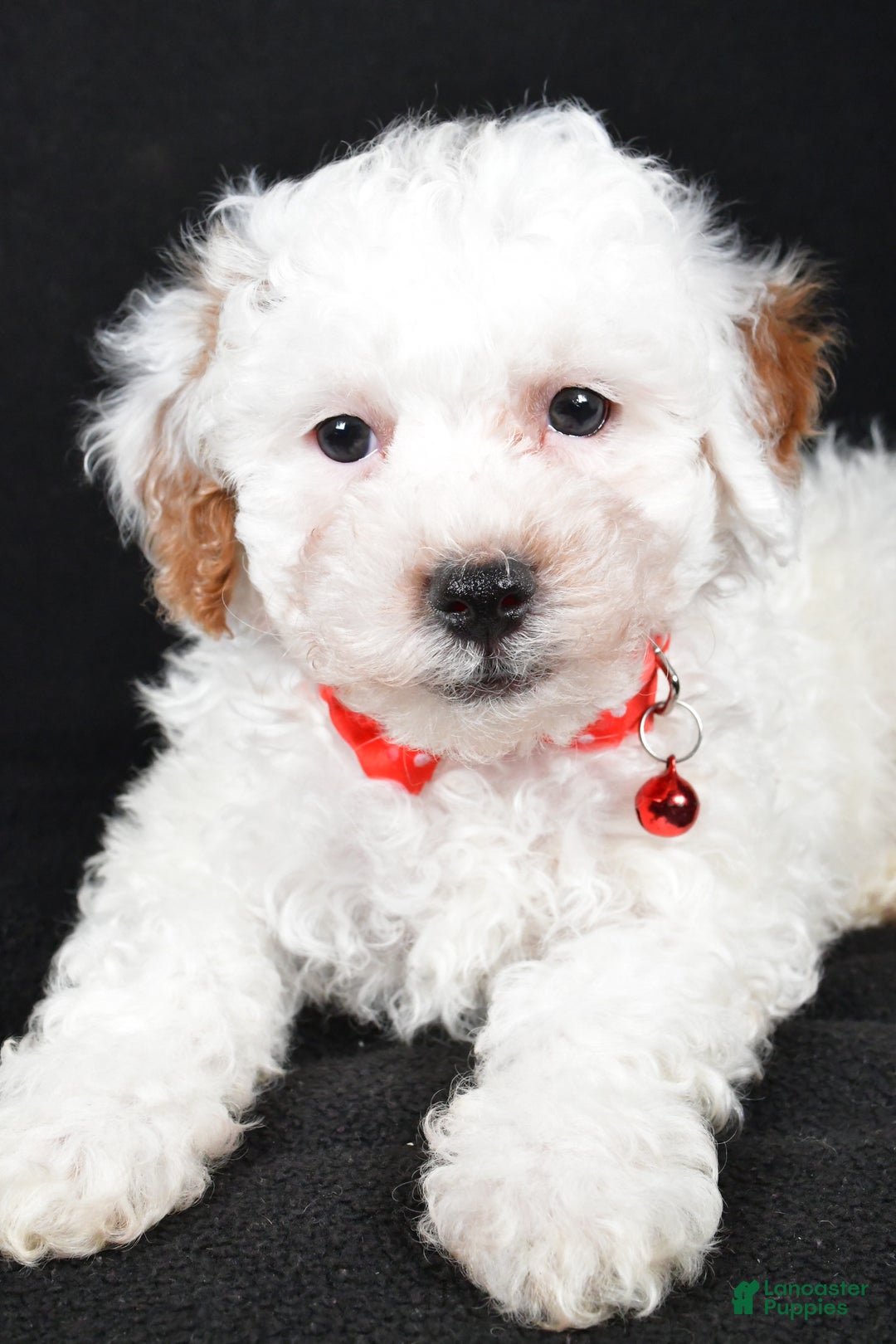 Miniature Poodle dogs for sale: Falcon - Ad 2