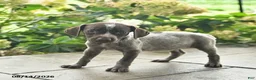 German Shorthaired Pointer dogs for sale: Dutchess  - Ad 4