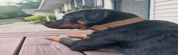 Rottweiler dogs for sale: Rottweiler 1 - Ad 2