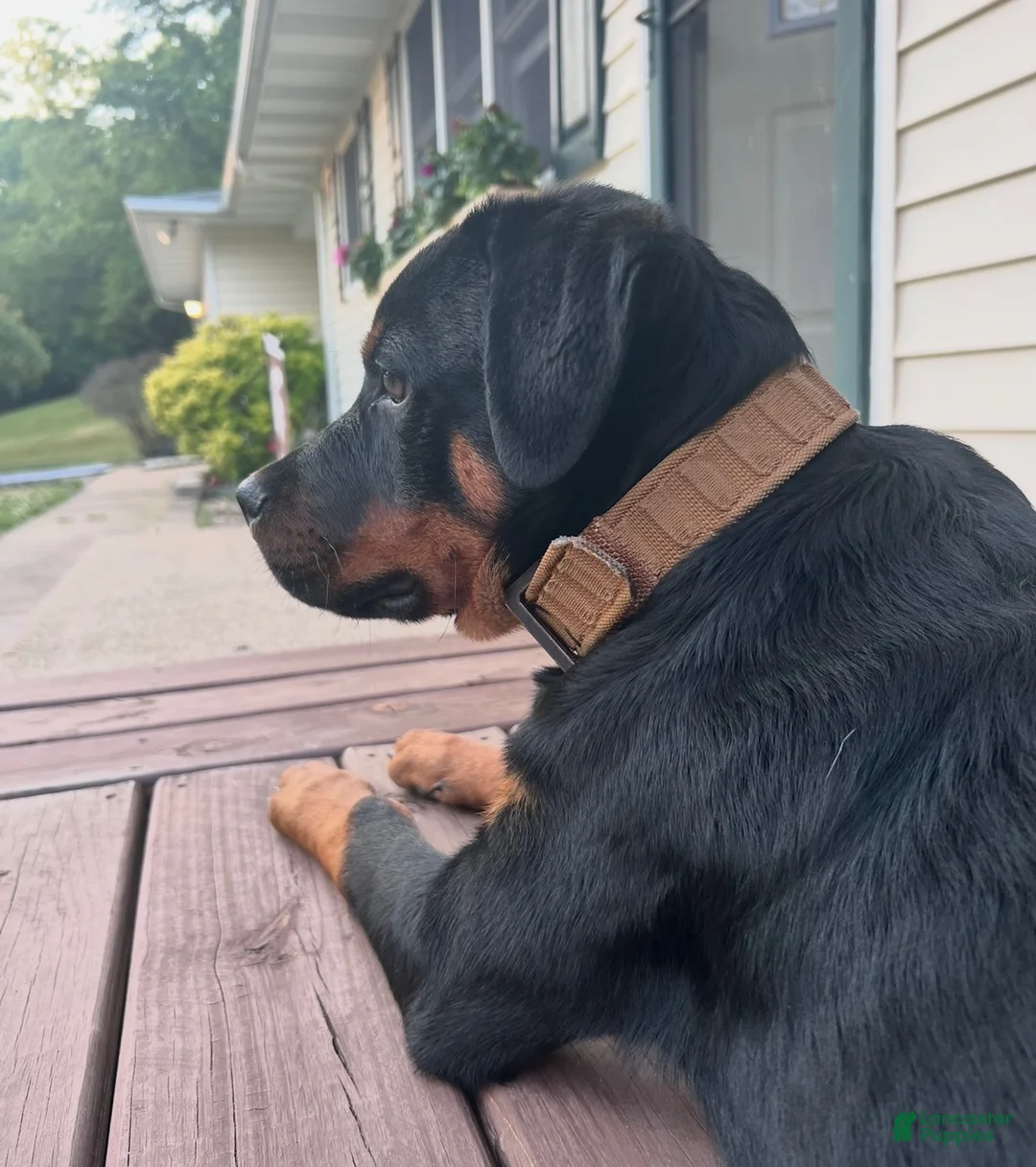 Rottweiler dogs for sale: Rottweiler 1 - Ad 2