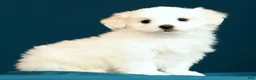 Maltese dogs for sale: Lindsey - Ad 6