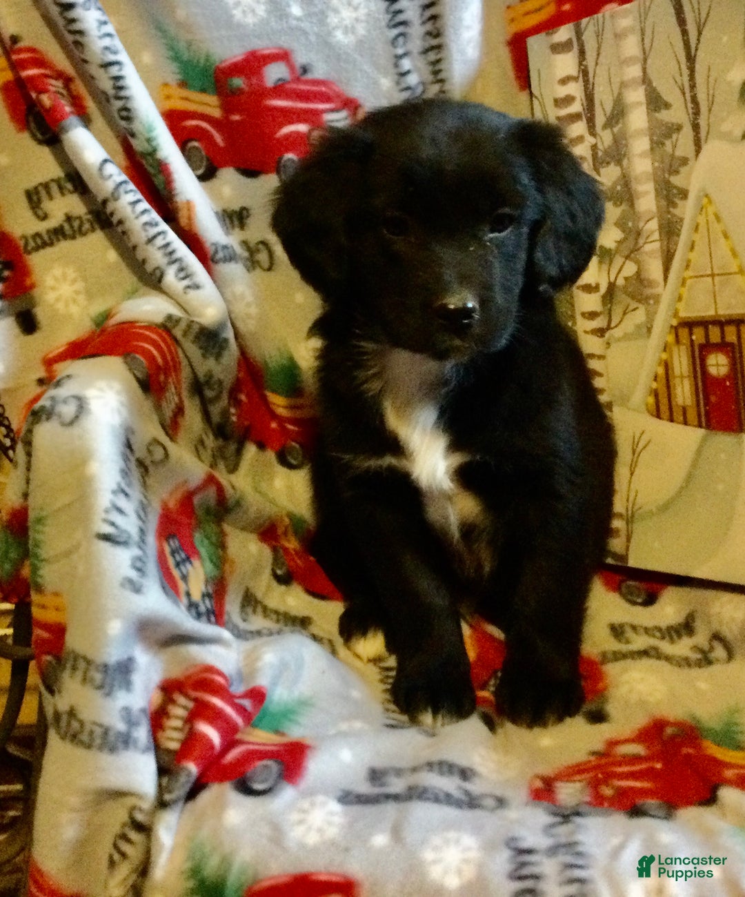 Mixed Breed dogs for sale: Mike - Ad 5