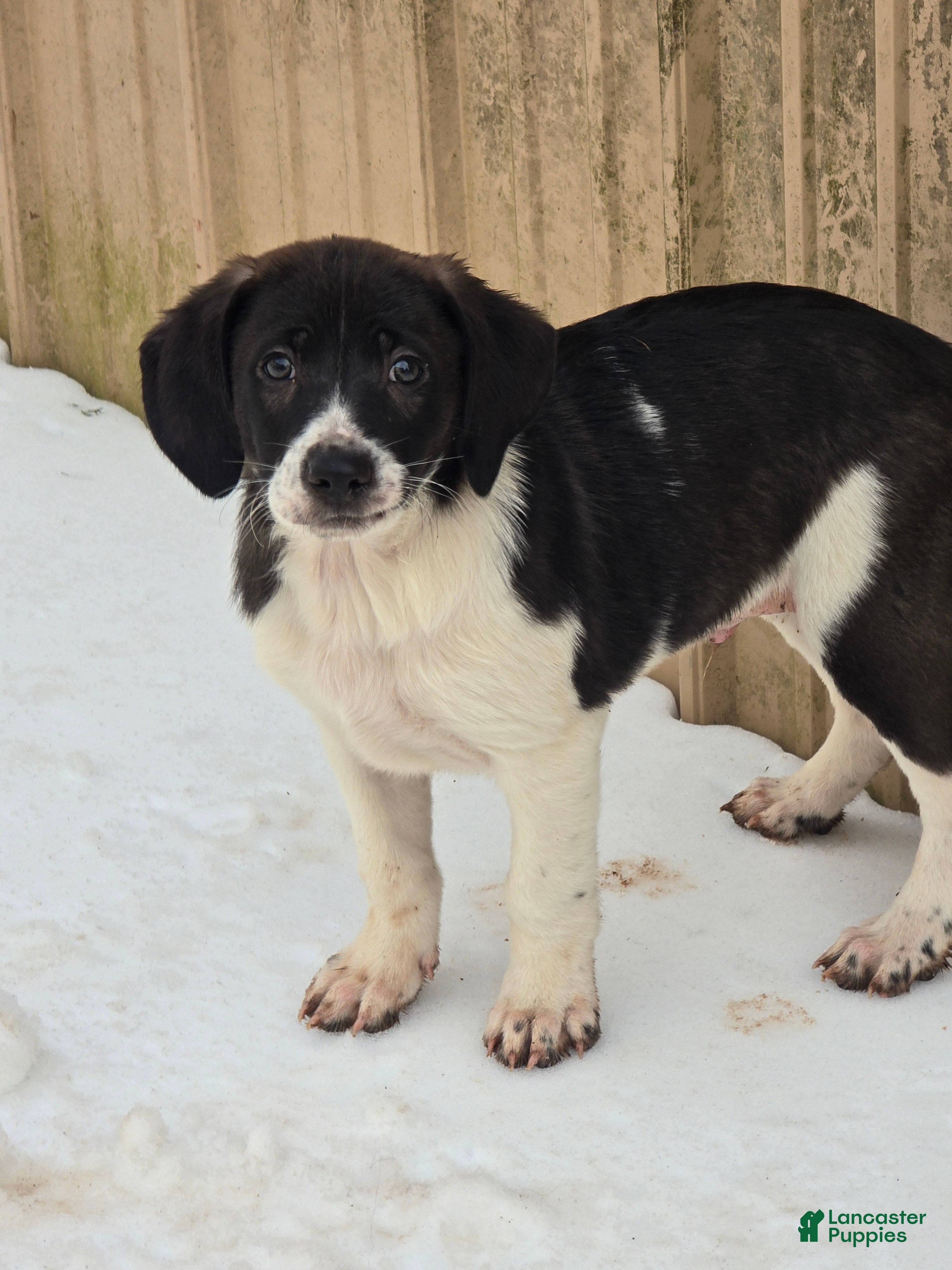 Other breed dogs Chocolate  - Ad 2