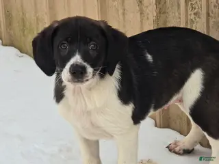 Other breed dogs Chocolate - Ad 2