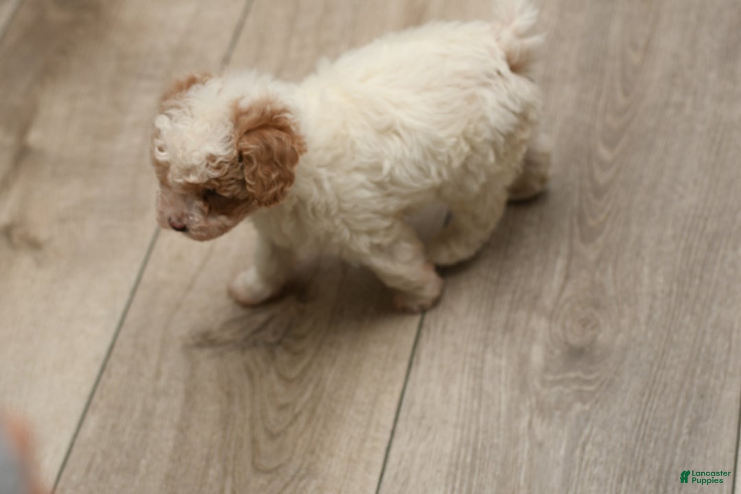 Bichpoo dogs for sale: Teddy Bear  - Ad 2