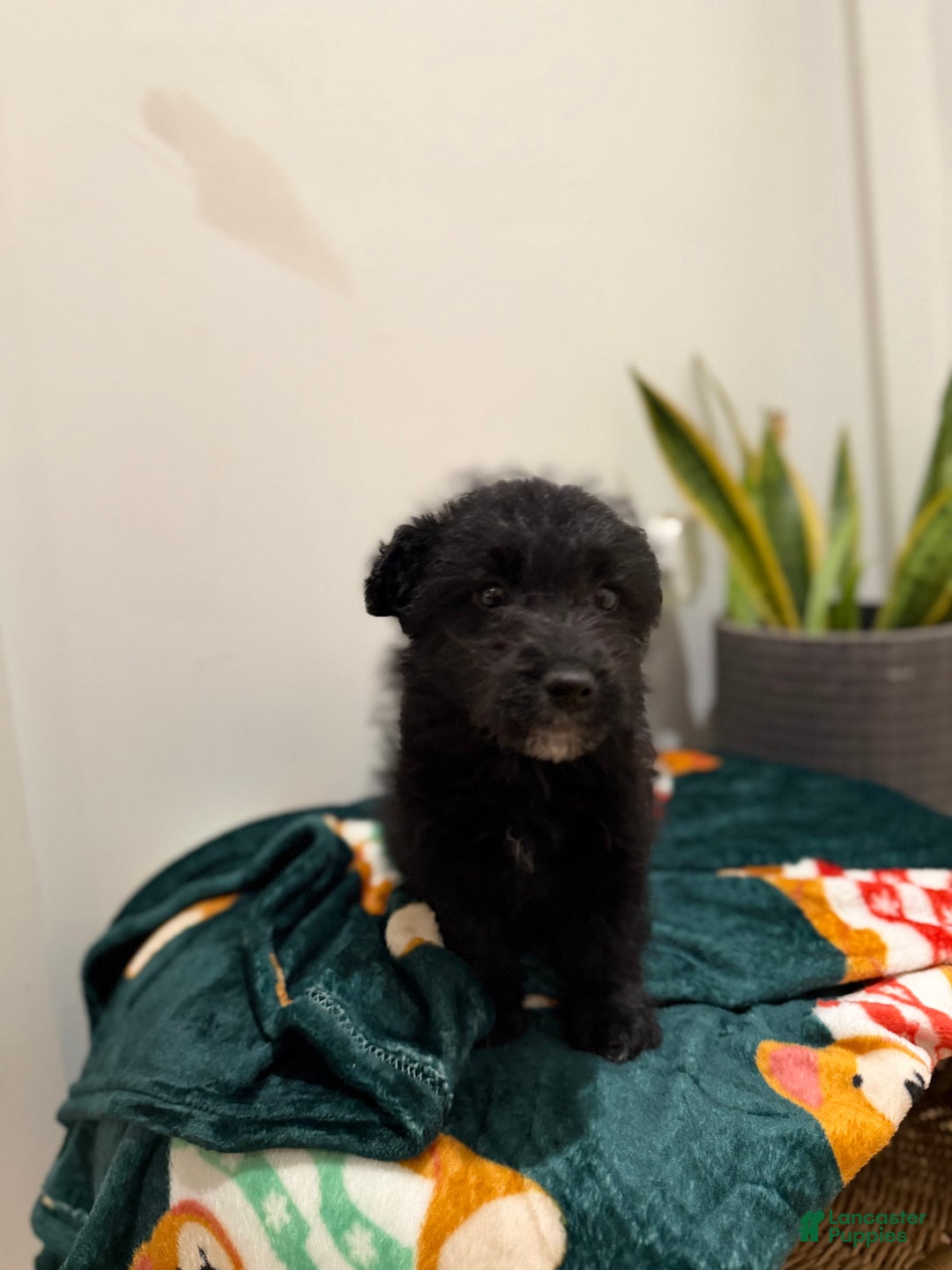 Corgipoo dogs for sale: Corgipoo Puppy 1 - Ad 2