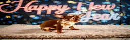 Chihuahua dogs for sale: Yukiko - Ad 2