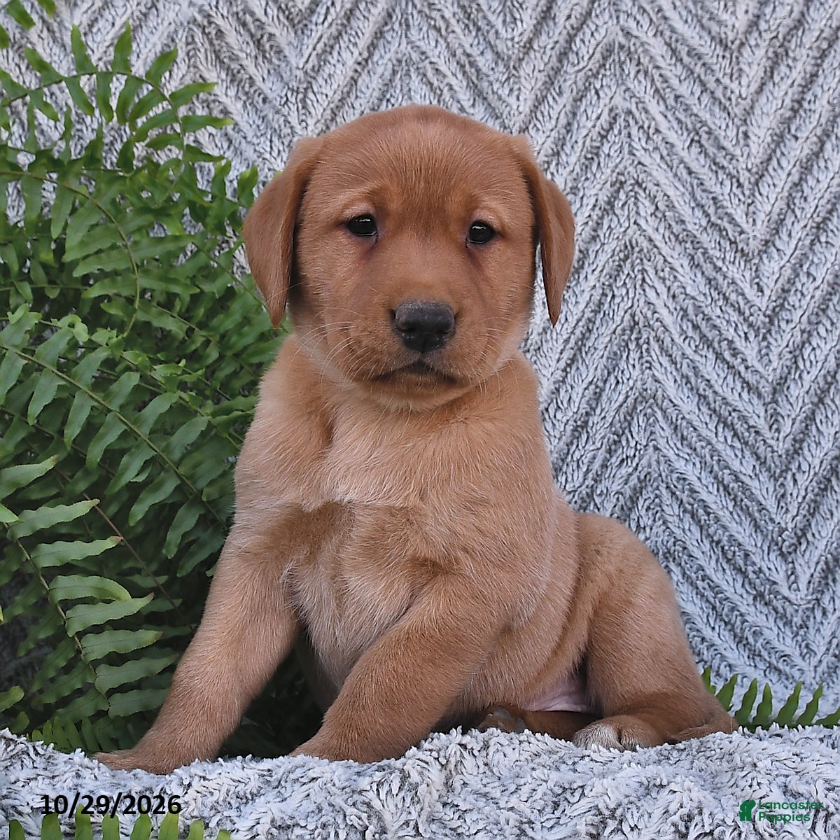 Labrador Retriever dogs for sale: Cherry  - Ad 2