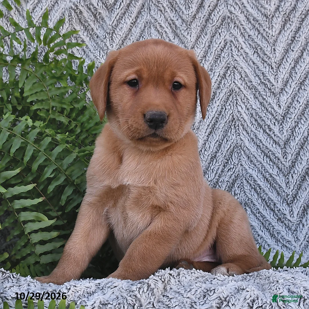 Labrador Retriever dogs for sale: Cherry  - Ad 2