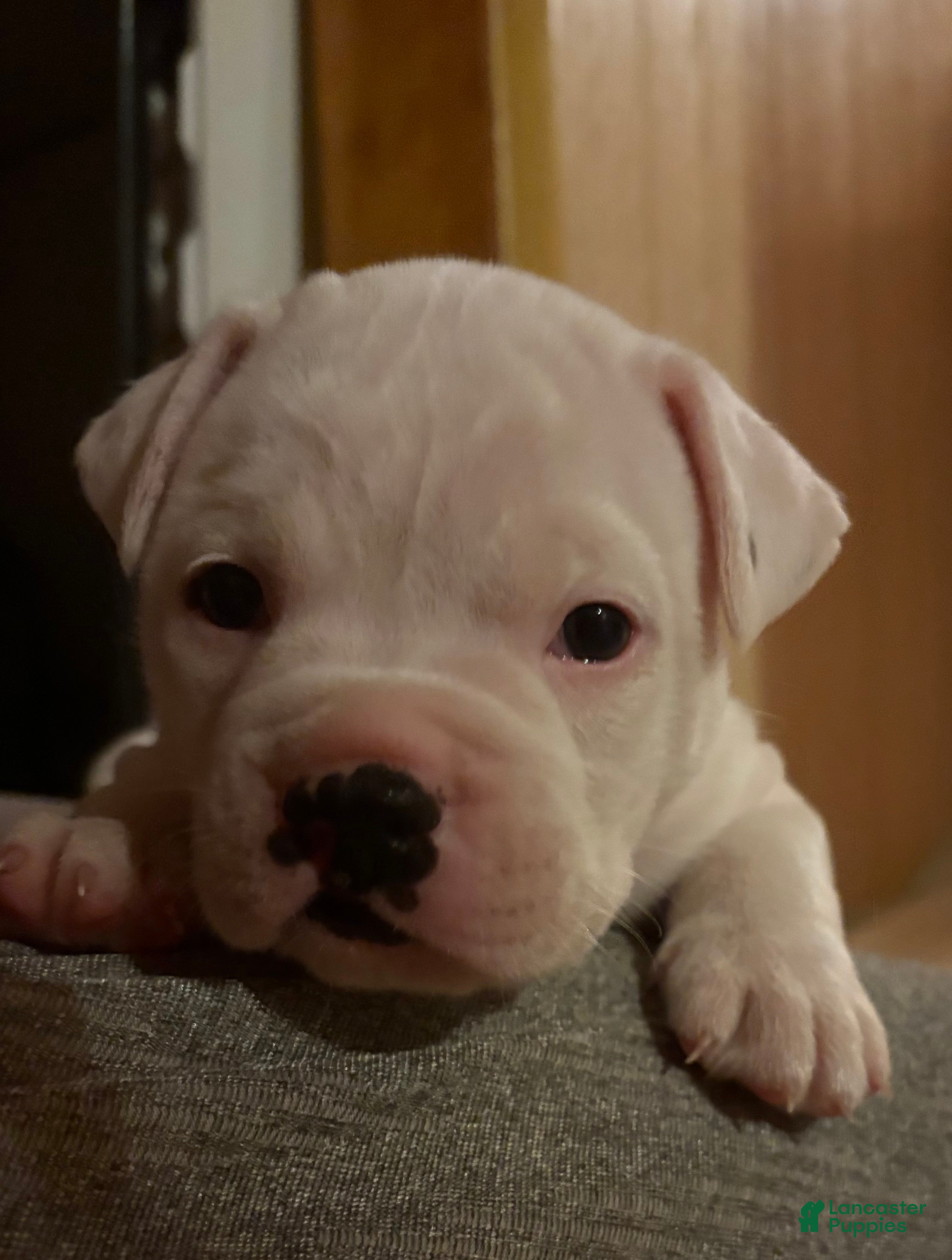 American Bulldog dogs Montana - Ad 1