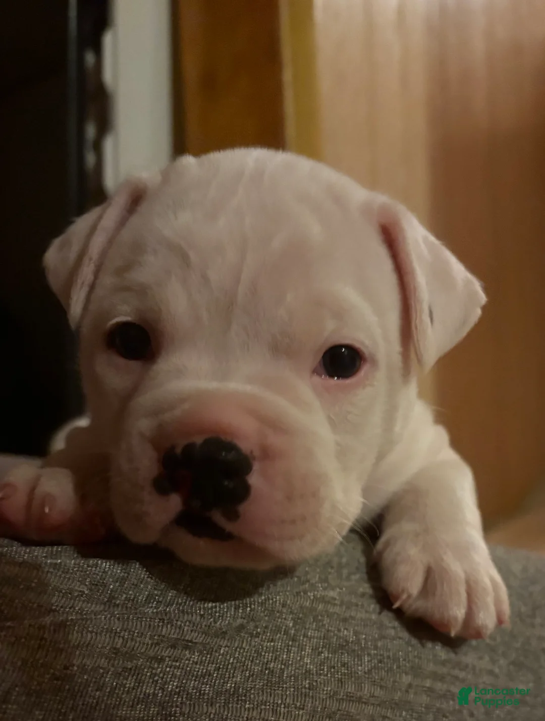 American Bulldog dogs for sale: Montana - Ad 1