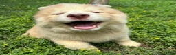 Siberian Husky dogs for sale: RAYA - Ad 4