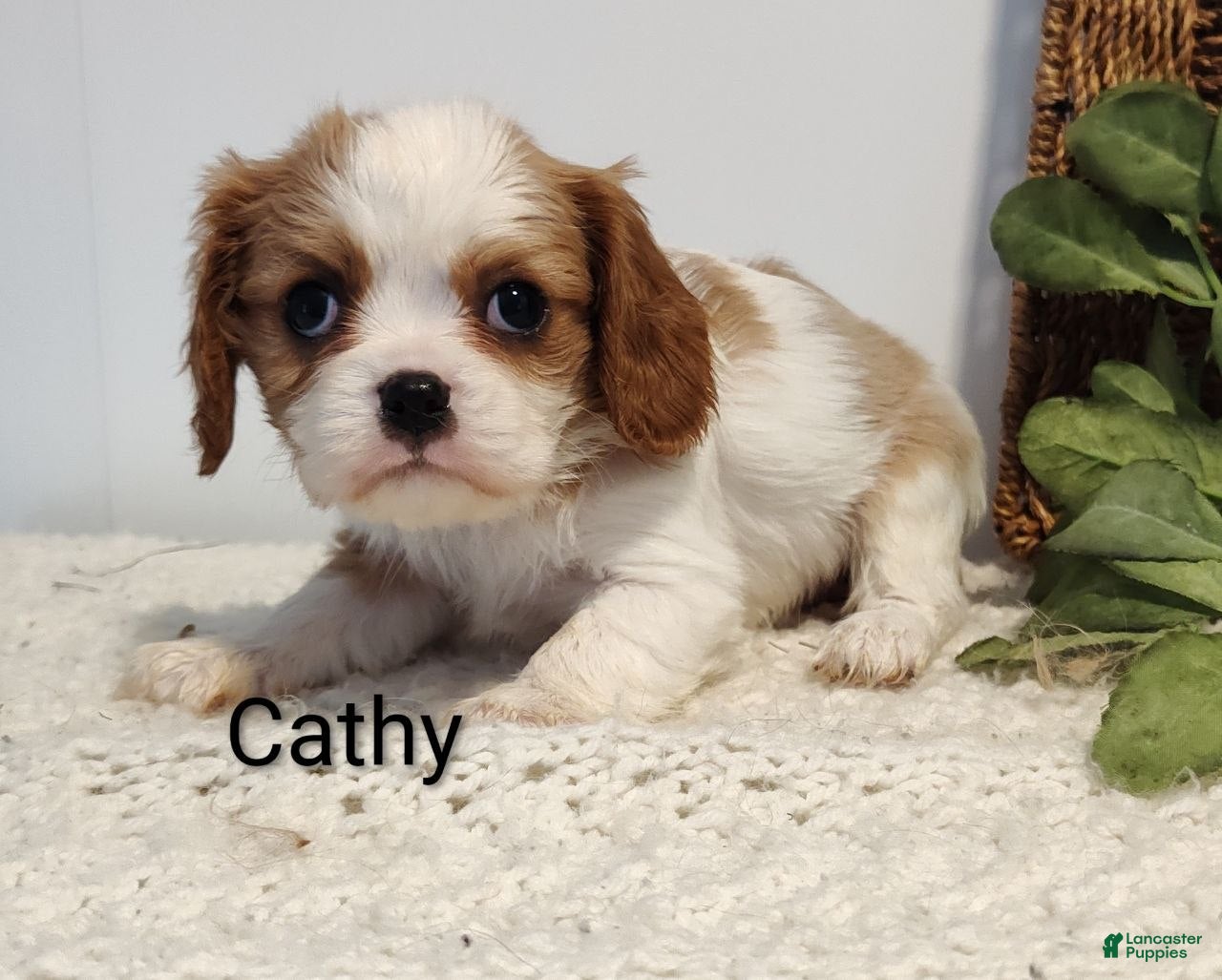 Cavalier King Charles Spaniel dogs Cathy  - Ad 2