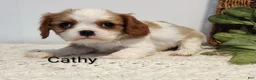 Cavalier King Charles Spaniel dogs for sale: Cathy  - Ad 2