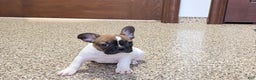 French Bulldog dogs for sale: French Bulldog Puppy 3 - Ad 8