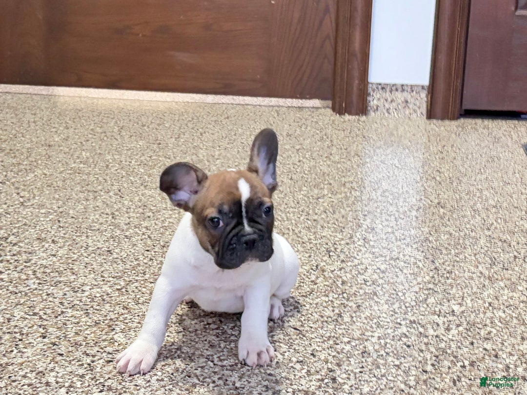 French Bulldog dogs for sale: French Bulldog Puppy 3 - Ad 8