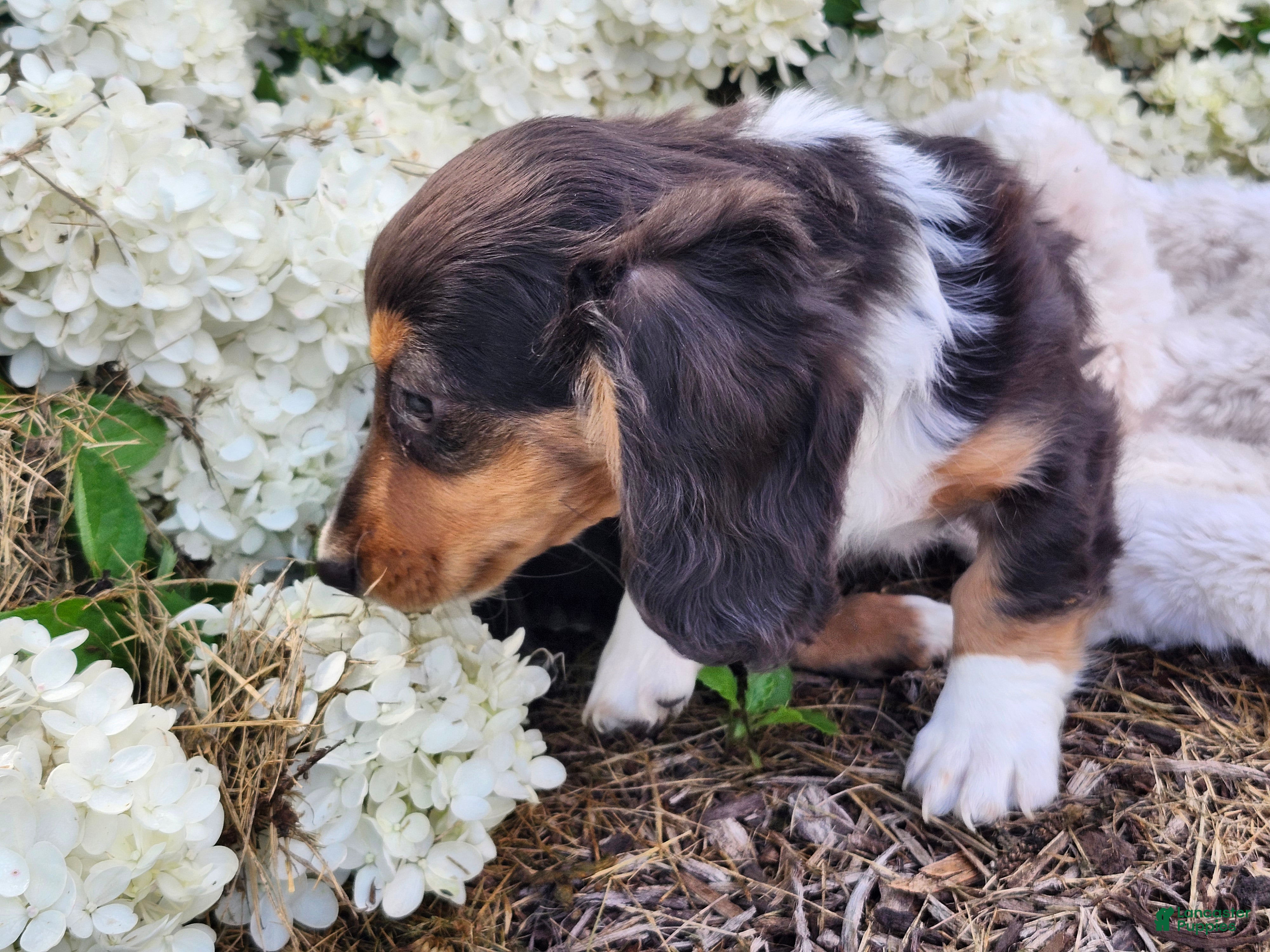 Miniature Dachshund dogs Pearl - Ad 2