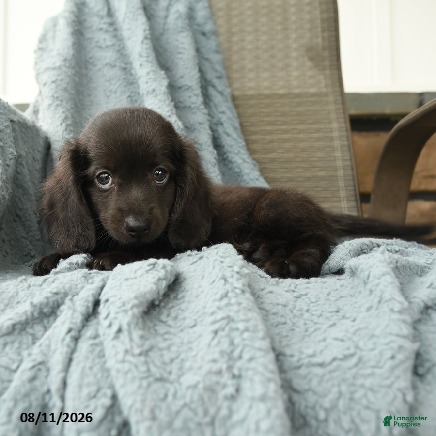 Dachshund dogs Odis - Ad 2