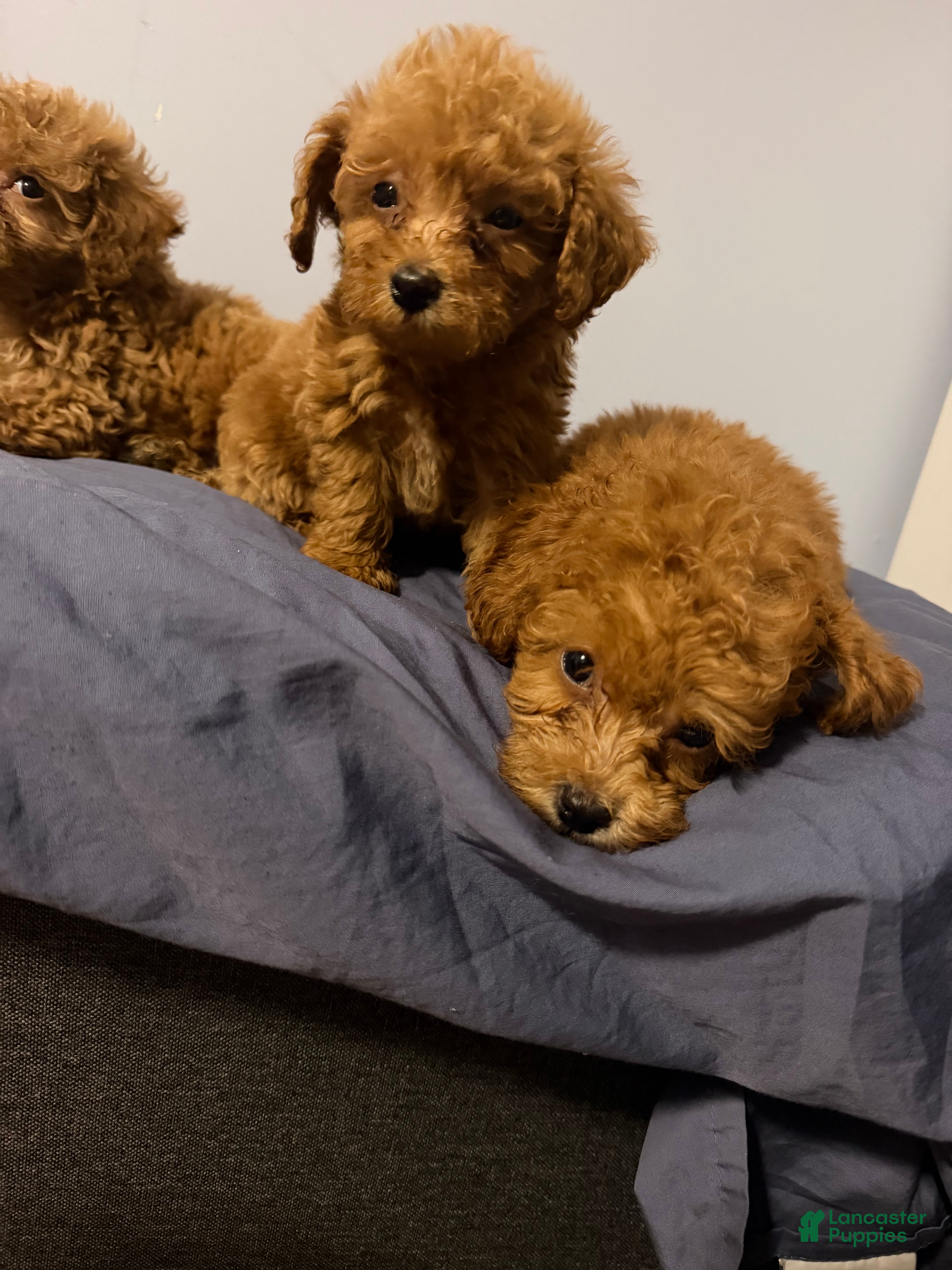 Toy Poodle dogs for sale: Toy Poodle 4 - Ad 1